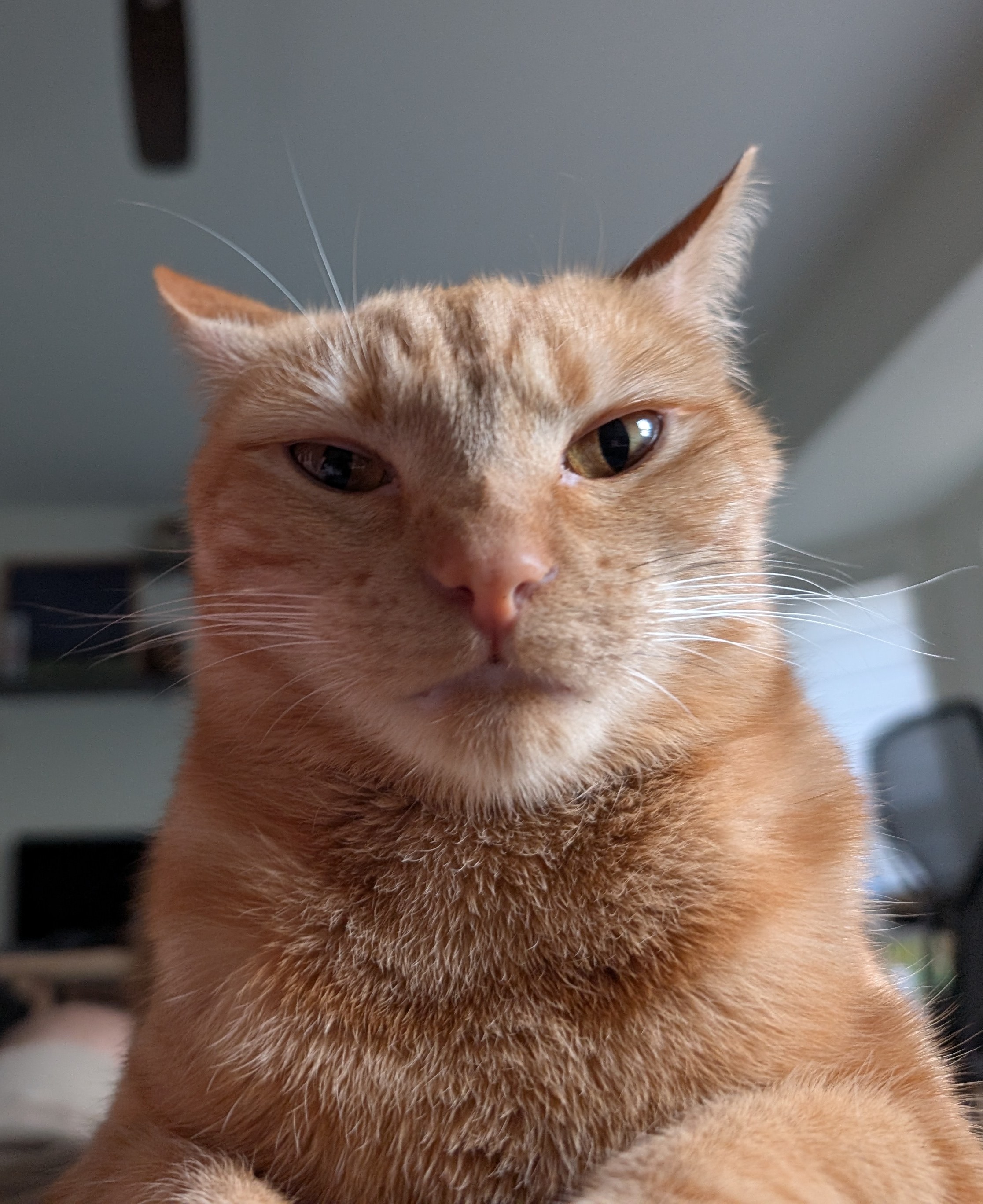 Yuzupi the cat looking whimsically unimpressed